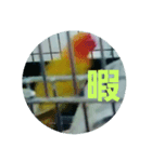 インコのサリー 3（個別スタンプ：5）
