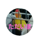 インコのサリー 3（個別スタンプ：6）