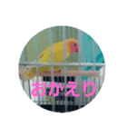 インコのサリー 3（個別スタンプ：7）