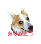コーギーとトイプードル(日常会話)（個別スタンプ：1）