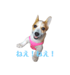 コーギーとトイプードル(日常会話)（個別スタンプ：2）