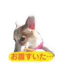 コーギーとトイプードル(日常会話)（個別スタンプ：4）