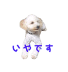 コーギーとトイプードル(日常会話)（個別スタンプ：5）