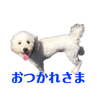 コーギーとトイプードル(日常会話)（個別スタンプ：7）