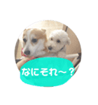 コーギーとトイプードル(日常会話)（個別スタンプ：8）
