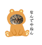 アビーとニャンズ(関西弁バージョン)（個別スタンプ：8）