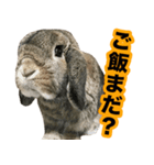 ウサギの「りんりん」スタンプ（個別スタンプ：1）