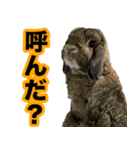 ウサギの「りんりん」スタンプ（個別スタンプ：3）