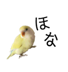 関西弁のコザクラインコ（個別スタンプ：2）