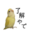 関西弁のコザクラインコ（個別スタンプ：3）