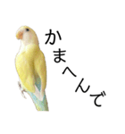 関西弁のコザクラインコ（個別スタンプ：4）