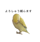 関西弁のコザクラインコ（個別スタンプ：6）