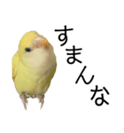 関西弁のコザクラインコ（個別スタンプ：7）