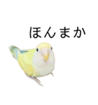 関西弁のコザクラインコ（個別スタンプ：12）