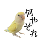 関西弁のコザクラインコ（個別スタンプ：13）