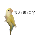 関西弁のコザクラインコ（個別スタンプ：15）