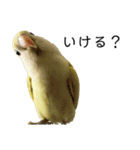 関西弁のコザクラインコ（個別スタンプ：16）