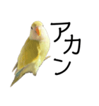 関西弁のコザクラインコ（個別スタンプ：18）