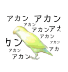関西弁のコザクラインコ（個別スタンプ：19）