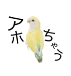 関西弁のコザクラインコ（個別スタンプ：20）