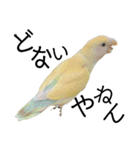 関西弁のコザクラインコ（個別スタンプ：21）