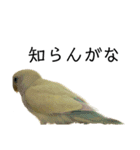 関西弁のコザクラインコ（個別スタンプ：22）