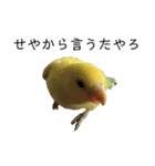 関西弁のコザクラインコ（個別スタンプ：23）