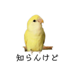 関西弁のコザクラインコ（個別スタンプ：24）