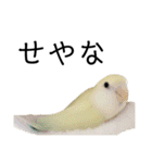 関西弁のコザクラインコ（個別スタンプ：25）