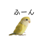 関西弁のコザクラインコ（個別スタンプ：26）