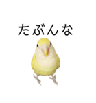 関西弁のコザクラインコ（個別スタンプ：27）