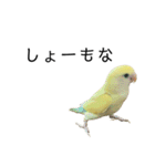 関西弁のコザクラインコ（個別スタンプ：28）