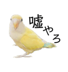 関西弁のコザクラインコ（個別スタンプ：30）