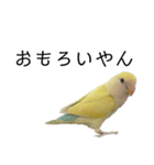 関西弁のコザクラインコ（個別スタンプ：31）