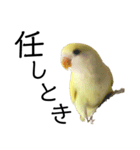 関西弁のコザクラインコ（個別スタンプ：32）