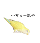 関西弁のコザクラインコ（個別スタンプ：33）