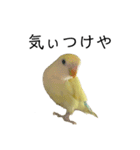 関西弁のコザクラインコ（個別スタンプ：36）