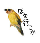 関西弁のコザクラインコ（個別スタンプ：37）