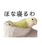 関西弁のコザクラインコ（個別スタンプ：40）