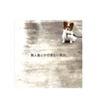 現実逃避がちのパピヨン。（個別スタンプ：2）