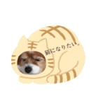 現実逃避がちのパピヨン。（個別スタンプ：6）