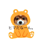 現実逃避がちのパピヨン。（個別スタンプ：7）