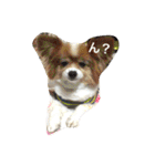 現実逃避がちのパピヨン。（個別スタンプ：11）