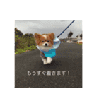 現実逃避がちのパピヨン。（個別スタンプ：15）