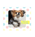 現実逃避がちのパピヨン。（個別スタンプ：22）