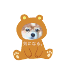 現実逃避がちのパピヨン。（個別スタンプ：23）