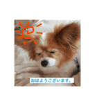 現実逃避がちのパピヨン。（個別スタンプ：30）