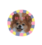 現実逃避がちのパピヨン。（個別スタンプ：33）