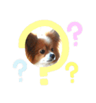 現実逃避がちのパピヨン。（個別スタンプ：34）