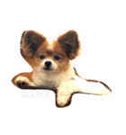 現実逃避がちのパピヨン。（個別スタンプ：35）